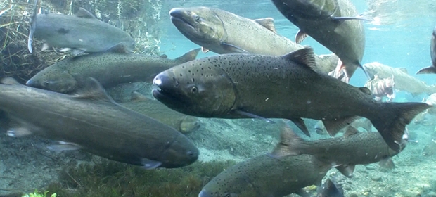 springchinook 3 26 16