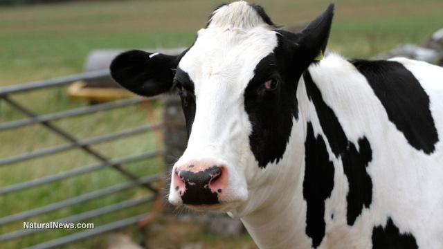 Cow-Farm-Dairy 4 15 16