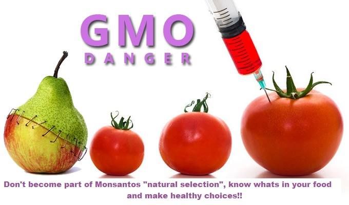GMO-Dangers