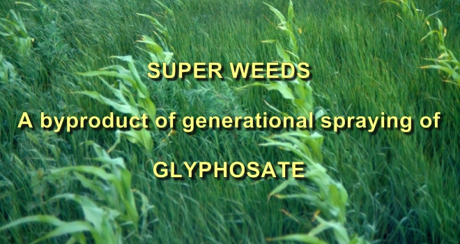 superweeds 1