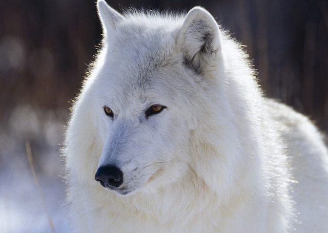 CANIS LUPUS ARCTICUS-PHOTO