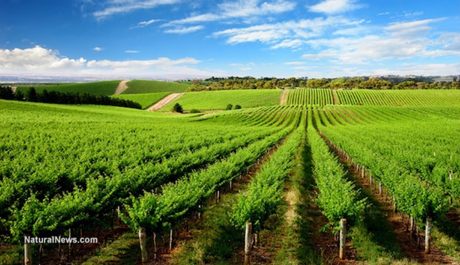 Vineyards-Grapes-Crops-Rows-Hills-Wine