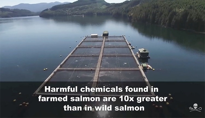 a salmon farm