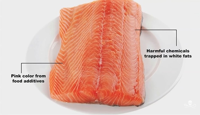 salmon farmed