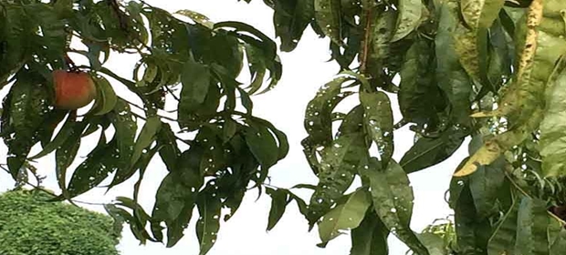 damaged peach tree