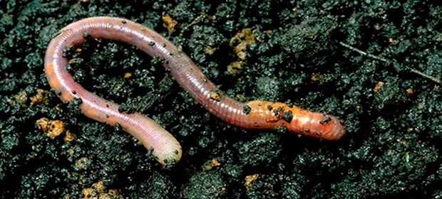 earthworm-soil