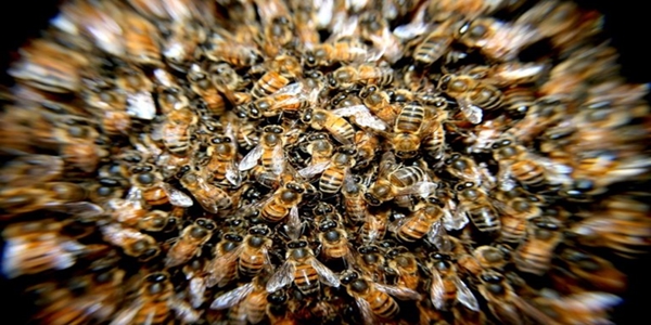 bees-in-swarm