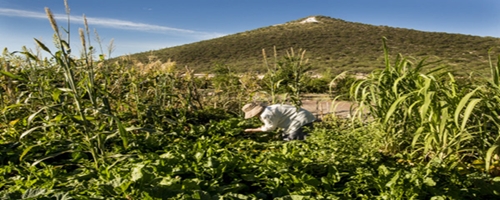 tucson-farm-jeff-smith