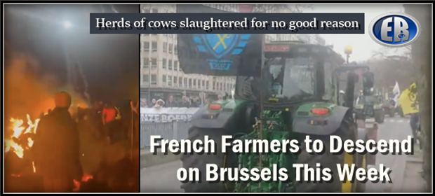 Mass slaughter of livestock: with farmers decimated, the French rally behind those who feed them